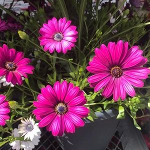 Meet your Posher, Kristi